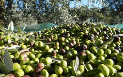 Aceites Molisur