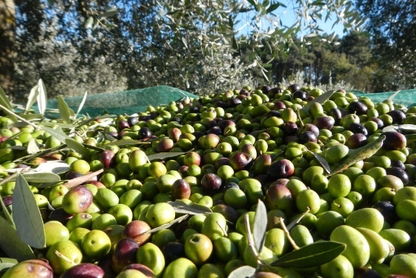 Aceites Molisur